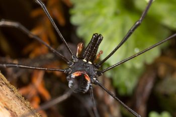 Media type: image;   Invertebrate Zoology 133440